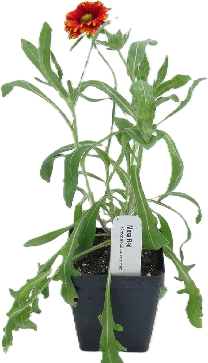 Greenwood Nursery: Live Perennial Plants - 'Mesa Red' + Gaillardia x Grandiflora - [Qty: 5X Pint Pots] - (Click for Other Available Plants/Quantities)