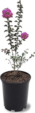 American Plant Exchange Miss Sandra Crape Myrtle Tree Live, 1-Gallon Pot, 1-1.5ft Tall, Vibrant Purple Flowers, Drought-Tolerant, Large Outdoor Landscape Accent, Year-Round Beauty