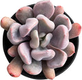Sprout N Green Echeveria Cupid in 2 inch Starter Pot, Rare Live Succulent Plant with Soil, Home Office Indoor Outdoor Wedding Decoration DIY Projects Party Favor