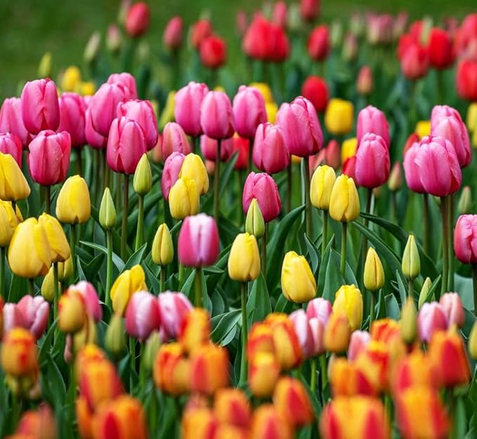 Tulipa Fringed Mixture Tulip Bulbs Size 11/12 for Planting - Plant in Fall, Winter or Early Spring (Emperor Mixture, 15, Count)