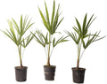 American Plant Exchange Windmill Palm – 4-Inch 3-Pack – Live Easy Care Tropical Outdoor Palm Tree, Cold-Hardy, Container-Friendly Plant for Patios, Landscapes & Garden Decor