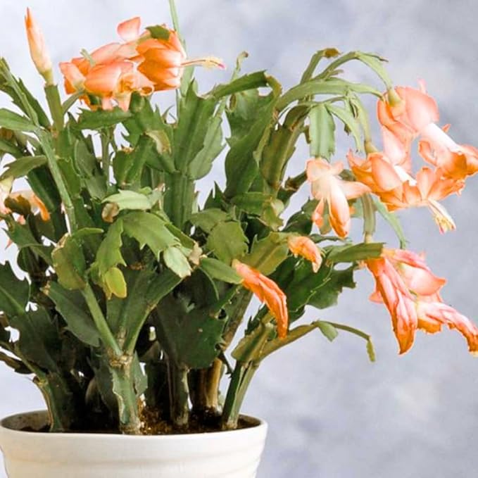2 Salmon Christmas Cactus Plants Live, True Thanksgiving Cactus Live Size 6-9" Inches Tall, Ready to Blooms, Holiday Houseplant, Cold Hardy, Bloom in Winter