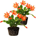 2 Orange Christmas Cactus Plants Live, 4 to 7 Inch Tall Colorful Christmas Cactus, Holiday Flower Houseplant, Indoor Outdoors Easy Care Plants for Home Garden