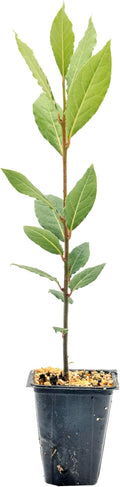 1 Live Bay Laurel Plants (Laurus Nobilis) – Aromatic Culinary Herb, Thriving in 2.5" Nursery Cubes