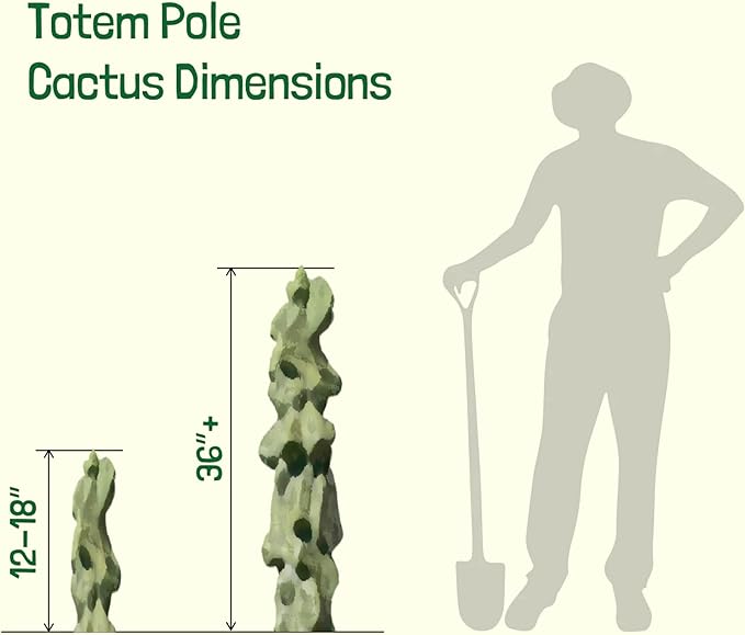 Cactus Outlet - Totem Pole Live Cactus, Cactus Plants Live, Live Plants Indoor & Outdoor Use 12-18” - Rare Large Live Cactus - Landscape Ready Large Cactus Plant Live Delivered Right to Your Door