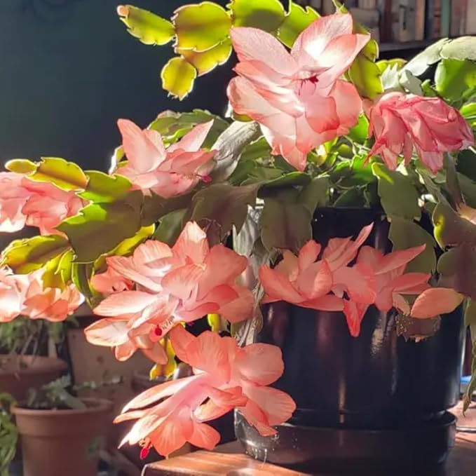 Thanksgiving Cactus Plants Live in 4" Pot, Holiday Christmas Cactus, Colorful Indoor Houseplant, Zygocactus Like, Ready to Bloom (Light Orange or Salmon)