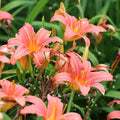 Hall Pink Daylily Flower Bulbs – Peachy-Pink Blooms with Yellow Throat – Hardy Perennial for Borders and Pollinator Gardens (Zones 3–9) Fall Planting Spring Blooming