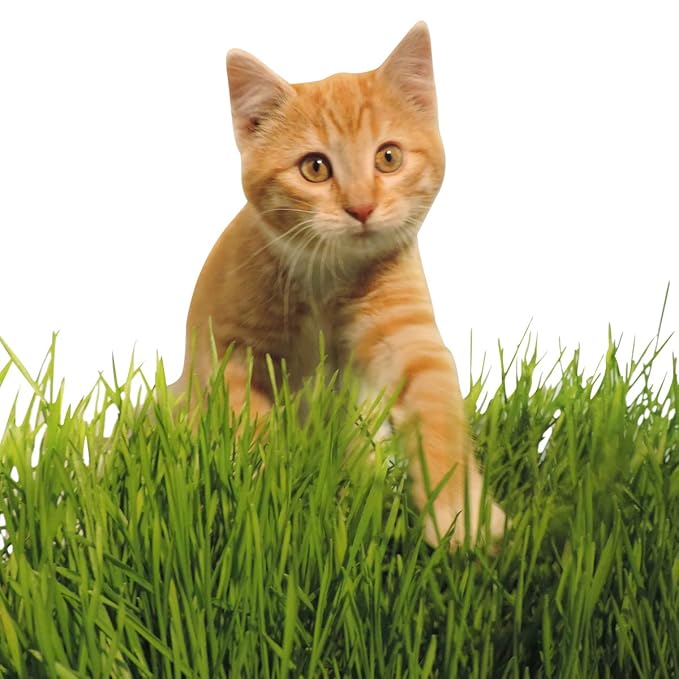 Non-GMO, Thunder Acres Premium Wheat Seed, Cat Grass Seed, Wheatgrass, Hard Red Winter Wheat (5 lbs.)