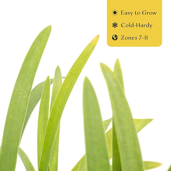4 Frederick Street Park Agapanthus in 2.5” Nursery Cubes (Agapanthus ‘Frederick Street Park’) | Compact Semi-Evergreen Perennial for Borders, Containers, and Pollinator Gardens | Ready-to-Plant