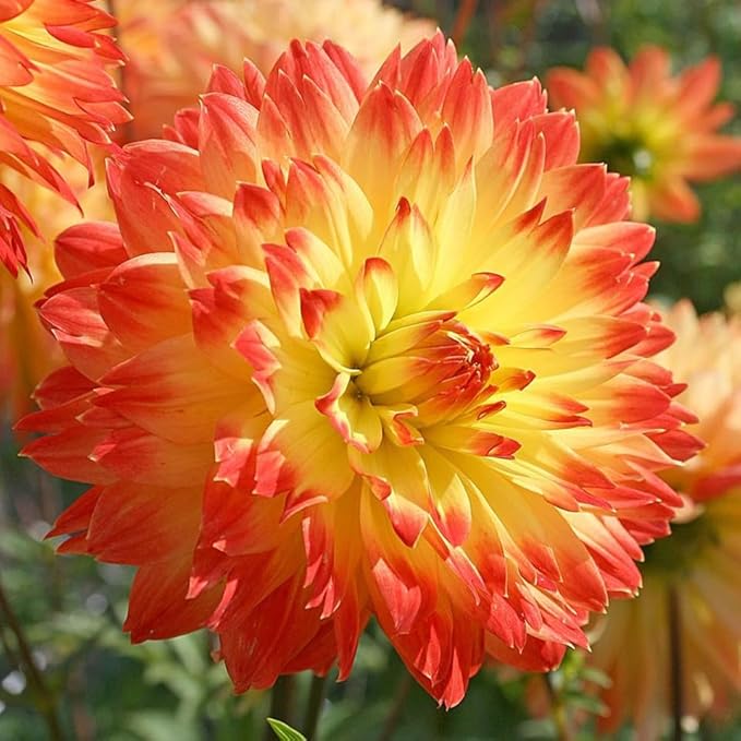 Dahlia Decorative Procyon Tubers – Stunning Large Summer Blooms, Perfect for Cutting Gardens | Pollinator-Friendly Perennial, Easy to Grow (2 Pack)