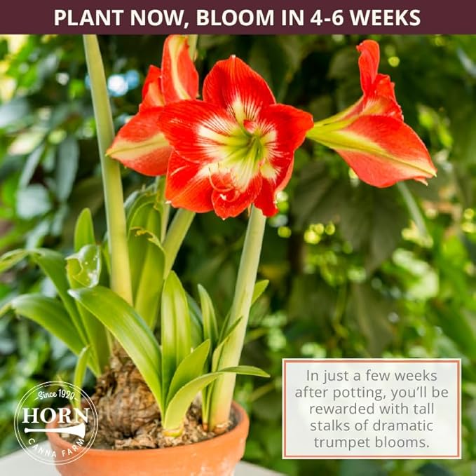 Aquaro Double Amaryllis Bulb by Horn Canna Farm | Large Indoor Holiday Flower Bulb | White Double Blooms with Pink Streaked Petals