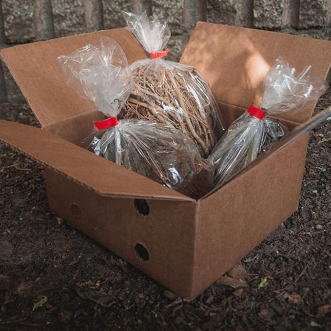 6 Pack of Mixed Heart-Shaped Hosta Bare Roots Plants - Rich Green Foliage, Low Maintenance for Your Home and Garden, Shipped Fresh & Daily from Our Coolers. 1000's Sold