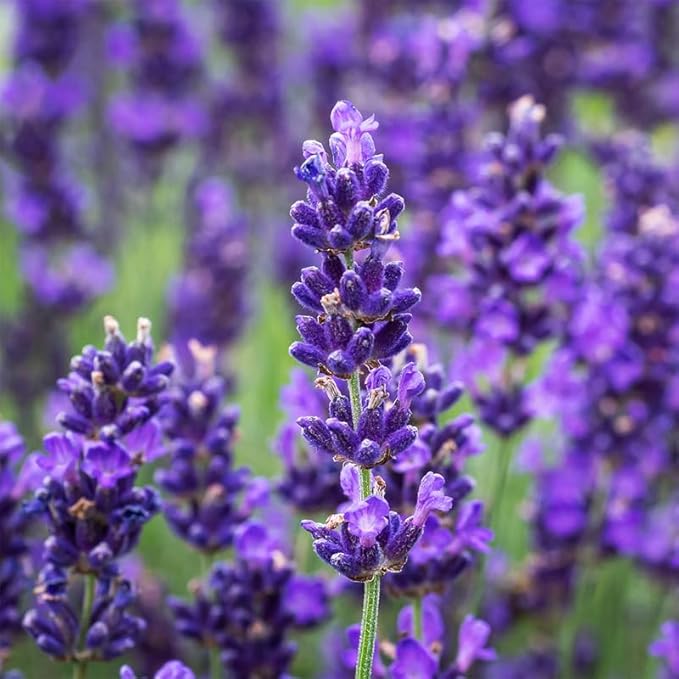 2 Purple Lavender Plants Live, Live Lavender Plant Indoor Outdoor, Live Lavender Plant, Lavender Plants Live, Edible Herb