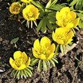 Easy to Grow Eranthis Winter Aconite 30 Plant Bulbs - Yellow Flowers in Late Winter to Spring, Full to Partial Sun Outdoor Zones 4-9