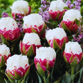 10 Tulip Bulbs for Fall Planting Bulk, Tulip Bulb, Perennial Flower Bulbs for Garden Growing, Tulip Bulbs Bulk (Ice Cream)