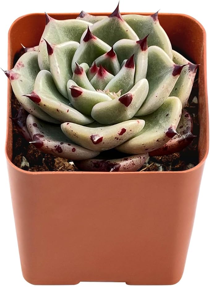 Live Succulent Echeveria Agavoides 'Halloweens', Approx 2-inch Large, Potted Succulents, Fully Rooted, Easy Care House Plants