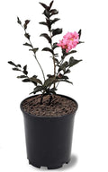 American Plant Exchange Black Diamond Shell Pink Crape Myrtle Tree Live, 1-Gallon Pot, 1-1.5ft Tall, Vibrant Pink Flowers, Drought-Tolerant, Large Outdoor Landscape Accent, Year-Round Beauty