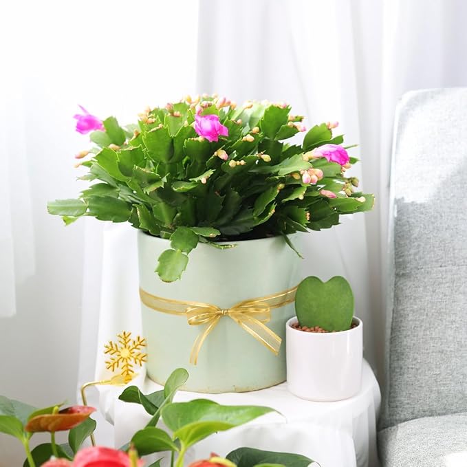 Christmas Cactus Thanksgiving Cactus (4 inch + Plastic Pot) - Red/Pink/White Zygocactus - Holiday Decorating with Cacti and Succulents - Christmas Gift Ideas 2025