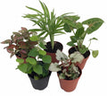 Terrarium & Fairy Garden Plants - 5 Plants in 2" pots