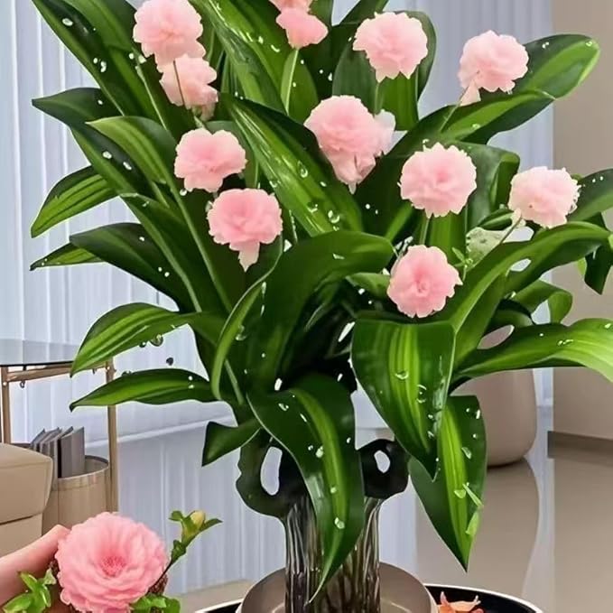 Brazilian Lucky Wood Plant, Brazilian Wood with Energy Crystals, Low-Light Office, Bedroom Decor, Home Good Luck Decor (Two Shades of Purple)
