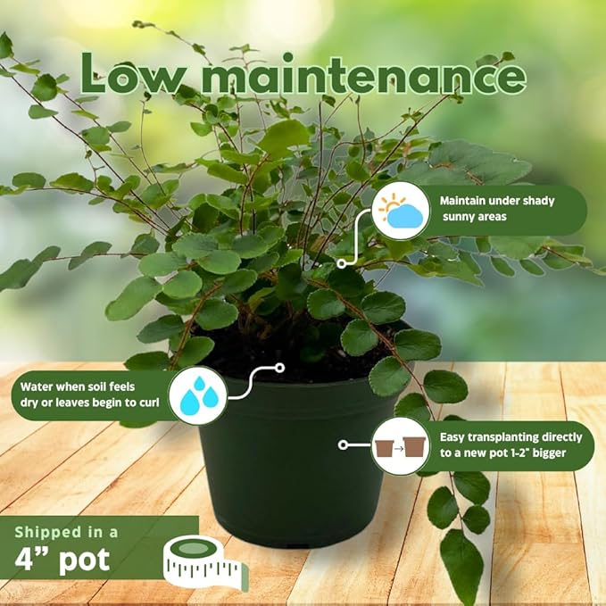 BubbleBlooms Button Fern in a 4 inch Pot Pellaea rotundifolia