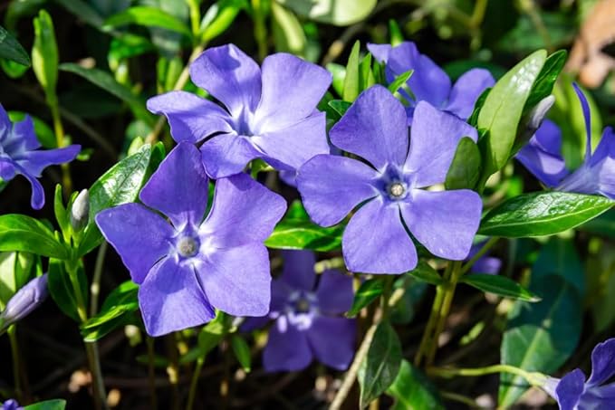 Purple Periwinkle Plants for Planting - Healthy Rootstock, Wildflower Plants, Not Seeds (3 Plants)