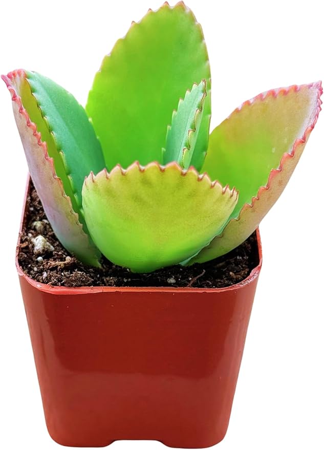 Succulents Plants Live 2inch Live Mini Succulent Plants, Easy Care House Plants Rooted in Succulent Soil Mix, by The Succulent Cult (Mother of Thousands, 2 Inch)