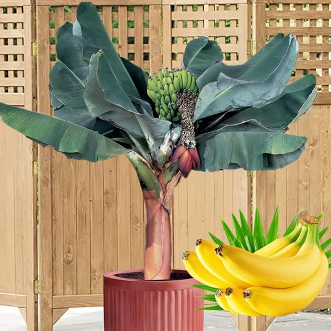 Basjoo Banana Plant Live for Planting, Banana Trees Live Plants for Outdoor Indoor Planting, Cold Hardy, 4-7" in Tall, No Pot, Musa Plant