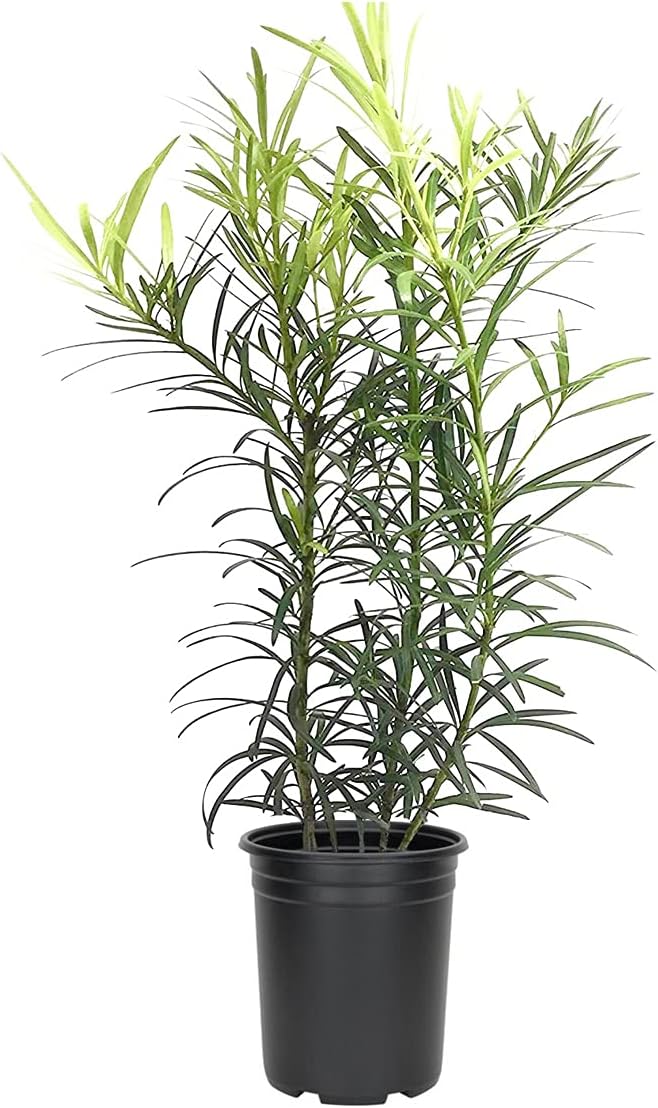Podocarpus Japanese Yew | 10 Live 4 Inch Plants | Podocarpus Macrophyllus | Evergreen Shrub, Low Maintenance, Drought Tolerant, Privacy Screen Landscaping, Fast Growing, Ornamental Foliage