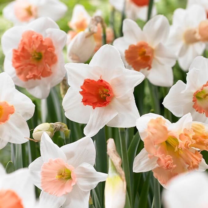 Garden State Bulb Pink Mix Daffodil Flower Bulbs, 14/16cm, Fall Planting (Bag of 25)