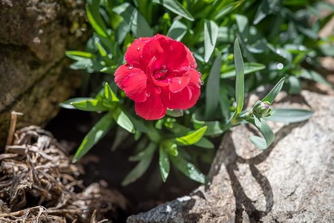 Greenwood Nursery: Live Perennial Plants - Frosty Fire + Dianthus Allwoodii - [Qty: 3X Pint Pots] - (Click for Other Available Plants/Quantities)