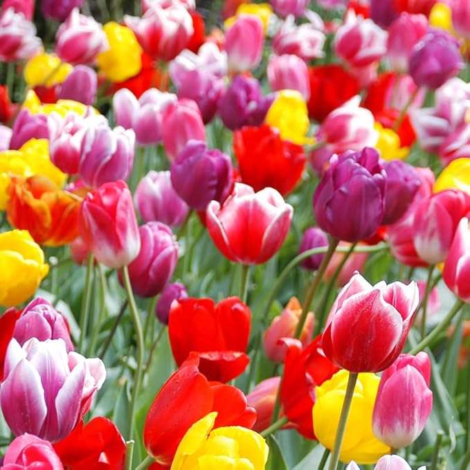 35 Mixed Tulip Bulbs – Assorted for Spring Color – Perfect for Beds, Borders & Containers – Bulk Pack of Flowers for Spring – Easy Fall Planting - Live Garden - Bulb Size 11/12cm - Willard & May