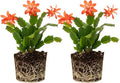 2 Live Salmon Christmas Cactus Plants, Salmon Christmas Cactus Plants Live, 4 to 6 Inch, Bare Root, Perennial Flower Holiday Succulent Plant, No Pot