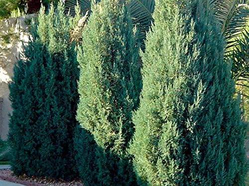 Blue Point Juniper - 3 Live Trees - Juniperus Chinensis - Evergreen Screening Plant