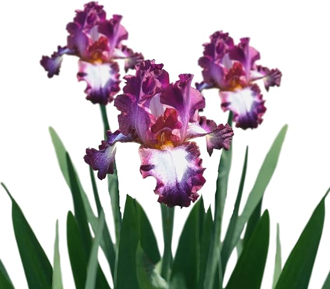 Easy to Grow Bearded Iris Tennison Ridge - 9 Plant Bulbs Rhizomes, Purple & White Flowers in Spring to Fall, Full Sun Low Maintenance