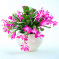 Thanksgiving Cactus Live Plant Ready to Bloom, Holiday Christmas Cactus Plants Live 5-8" Tall, No Pot, Winter Bloom, Indoor Planting, Ready to Blooms (Pink)