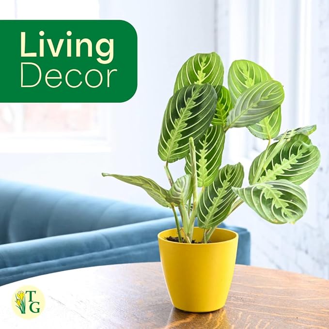 Thorsen's Greenhouse Lemon Lime Prayer Plant, Live Indoor Plant, Pet Friendly, Attractive Houseplant, Lemon Maranta, Natural Air Purifier, Easy to Grow, 4" Diameter Pot (Natural)