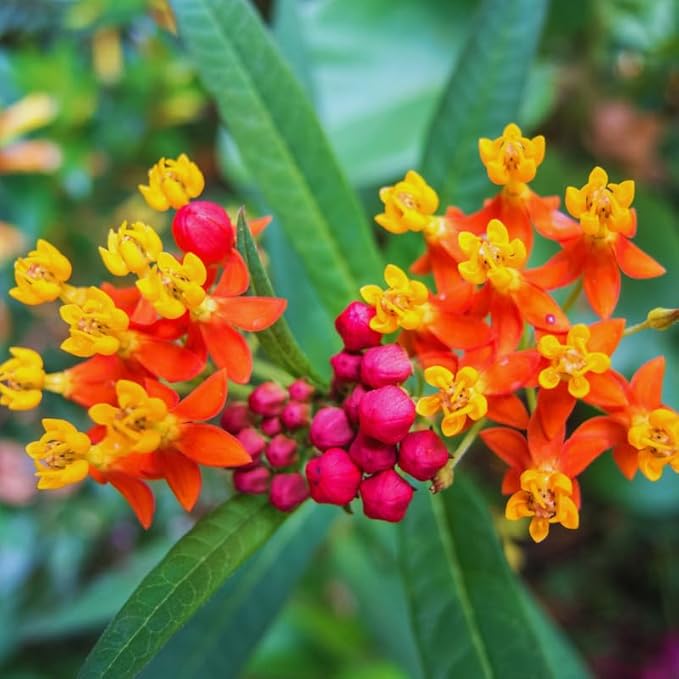 2 Mix Butterfly Milkweed Plants Live, Live Milkweed Plants, Asclepias Tuberosa Plant for Gardening, 5 to 7 Inc Tall
