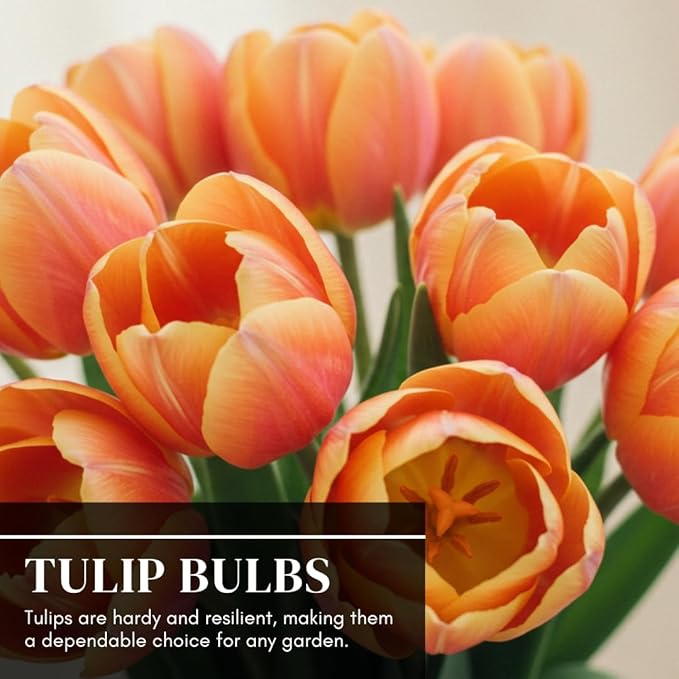Boldyrev's Colorful Blend Tulip Garden - Mix of Pink, Yellow, Orange, Purple and Red Tulips - Stunning Perennial Flowers Bloom Each Spring - Darwin Hybrid Tulips (10 Bulbs)
