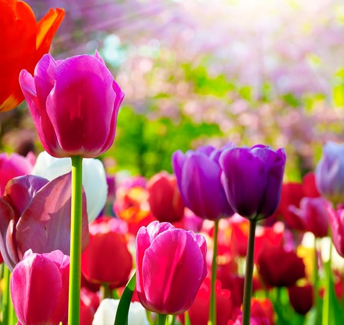 Triumph Tulip Bulbs for Fall Planting Mixed Perennial Hybrids Darwin Changing Colors Emperor Mixture Size 12+ (30, Emperor Mixture)