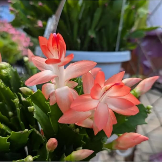 Thanksgiving Cactus Plants Live in 4" Pot, Holiday Christmas Cactus, Colorful Indoor Houseplant, Zygocactus Like, Ready to Bloom (Light Orange or Salmon)