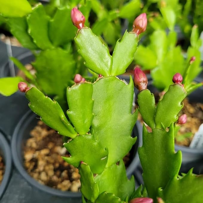 2 White Christmas Cactus Plants Live, 4 to 7 Inch Tall Colorful Christmas Cactus, Holiday Flower Houseplant, Indoor Outdoors Easy Care Plants for Home Garden