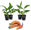 Red Cuban Banana Tree - 4 Live Starter Plants - Musa - Edible Fruit Bearing Tree for The Patio and Garden