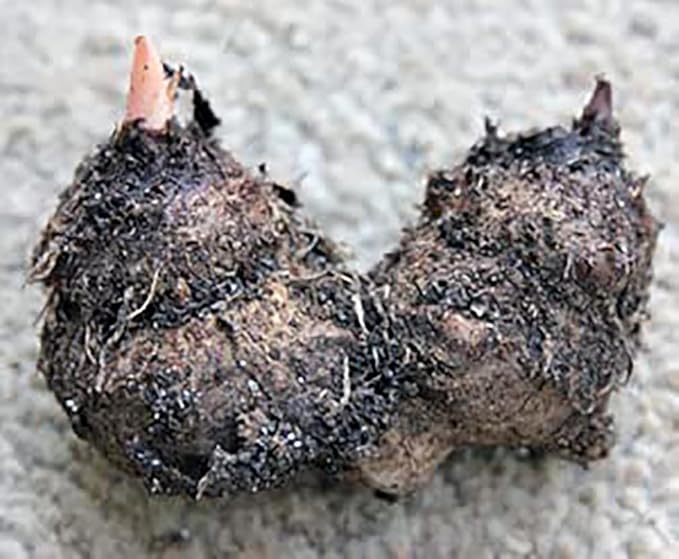 Dwarf Gingerland Caladium Bulbs - White with Red Marks - Top Size Roots - Hardy in Zones 9-11 - Compact Foliage for Gardens and Containers