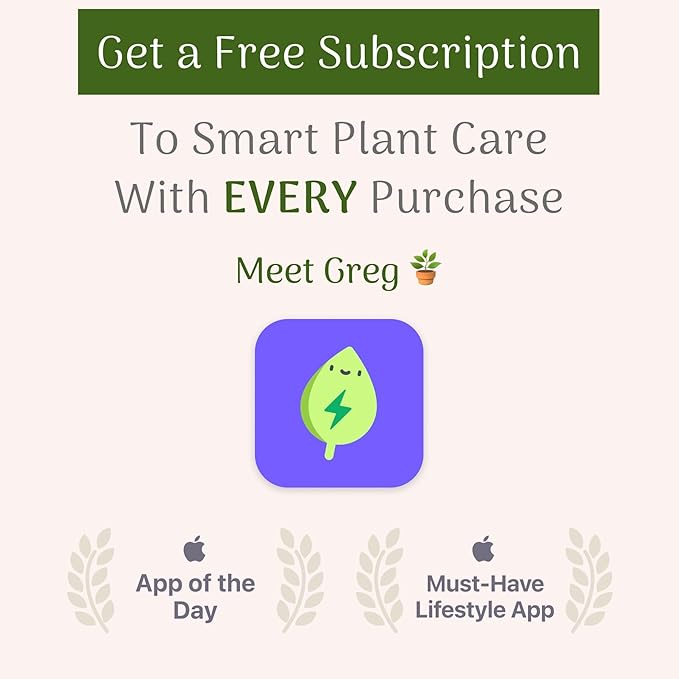 American Plant Exchange Arbequina Olive Tree – Live 7.5-Inch Pot, Fruit Bearing Tree, Cold Hardy Edible Variety for Containers, Patios, and Mediterranean-Inspired Gardens