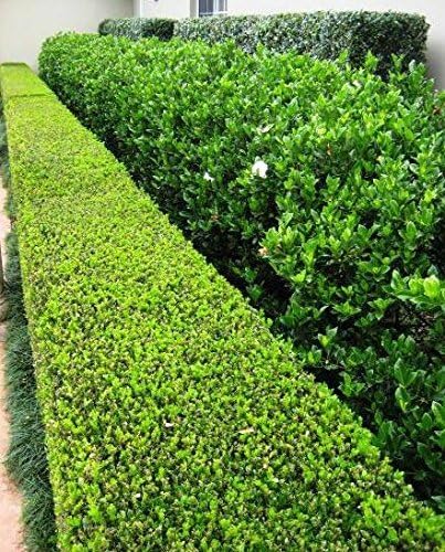 Japanese Boxwood | 1 Live 4 Inch Plant | Buxus Microphylla | Evergreen Shrub, Low Maintenance, Ideal for Hedges, Dense Foliage, Perfect for Borders, Hardy Versatile Landscaping