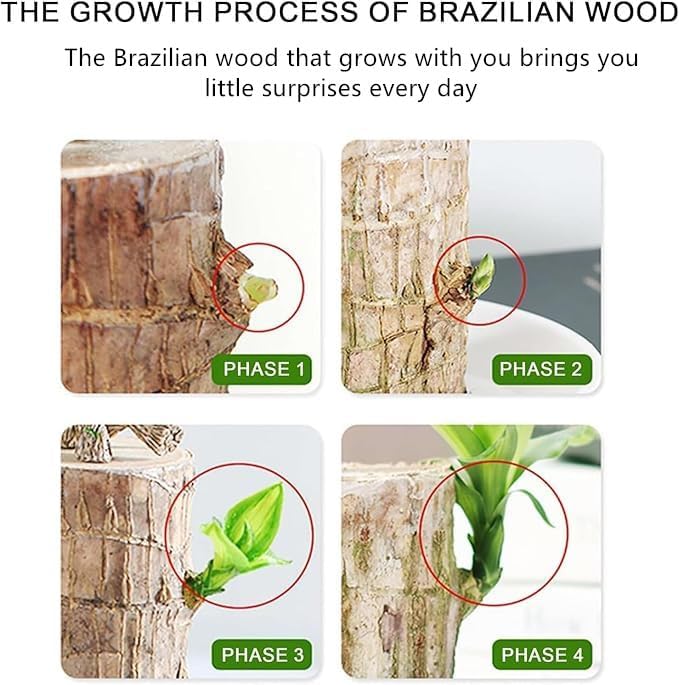 Brazilian Lucky Wood Plant Set, Natural Fortune-Bringing Ornaments Suitable for Office Desks, Desks, and Bedrooms (Yellow Monk)