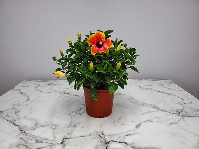 Hibiscus Bush - Fiesta Flower - Tropical Plants of Florida - Overall Height 22" to 26" (Plant Only)