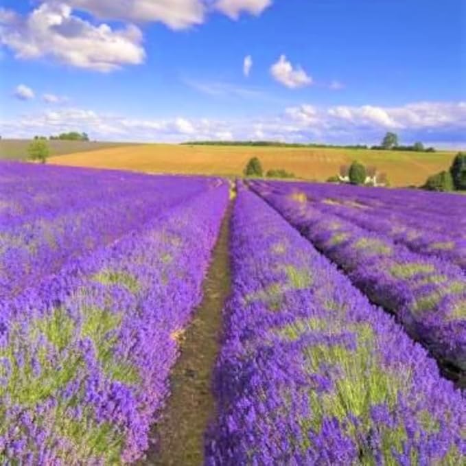 2 Purple Lavender Plants Live, Live Lavender Plant Indoor Outdoor, Live Lavender Plant, Lavender Plants Live, Edible Herb