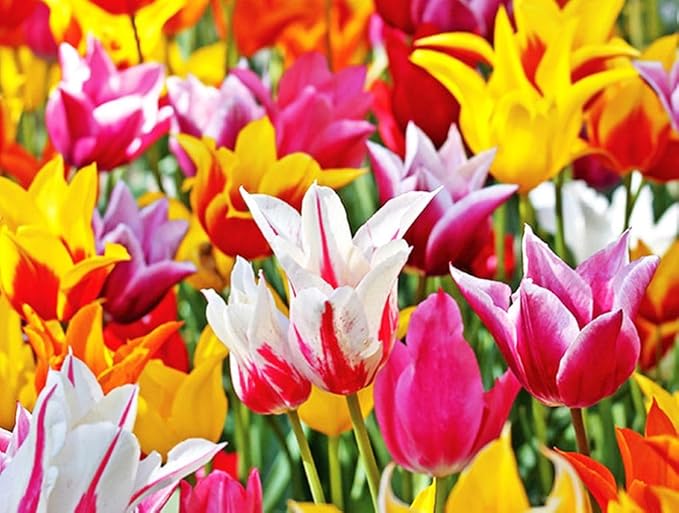 Tulipa Fringed Mixture Tulip Bulbs Size 11/12 for Planting - Plant in Fall, Winter or Early Spring (Lily Flowering Mixture, 15, Count)